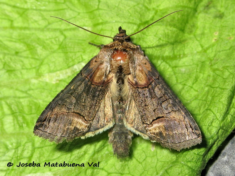 Abrostola triplasia - Noctuidae